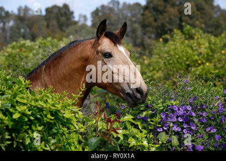 Andalusier, Pferd, PRE, Malaga, Andalusien, Spanien Stock Photo