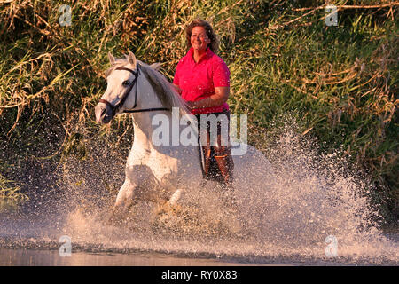 Reiterin auf Andalusier reitet durch Fluss Stock Photo