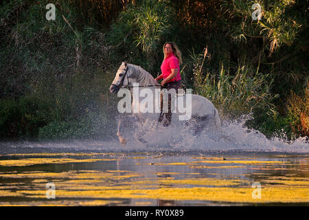 Reiterin auf Andalusier reitet durch Fluss Stock Photo