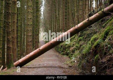 a large recently fallen tree crossing a footpath at Hafod Estate Ceredigion West Wales Stock Photo
