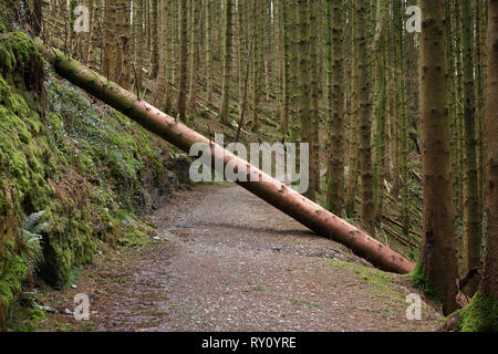 a large recently fallen tree crossing a footpath at Hafod Estate Ceredigion West Wales Stock Photo