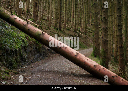 a large recently fallen tree crossing a footpath at Hafod Estate Ceredigion West Wales Stock Photo