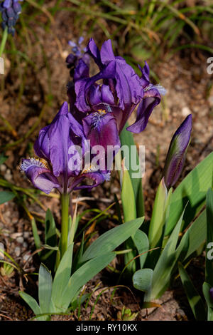 pygmy iris, (Iris pumila) Stock Photo