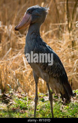 shoebill, (Balaeniceps rex) Stock Photo