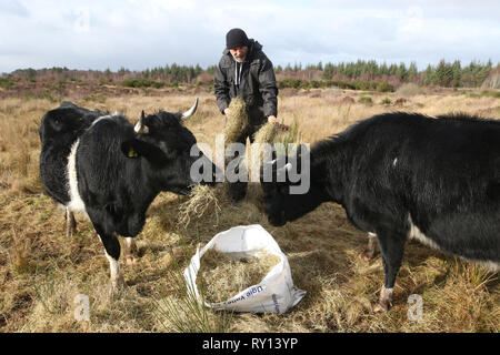 (Photos taken 7 March 2019) One of Scotland's key historical sites has welcomed a team of unusual grounds keepers in the form of four Shetland Cattle.  The rare black and white cows have been drafted in as part of a conservation project at Culloden Battlefield near Inverness.  Three-year-old adults Una and Moon, and their calves Duna and Dione, will be tasked with trampling heather and chewing their way through the tough grasses at the Battlefield.   Credit: Andrew Smith/Alamy Live News Stock Photo