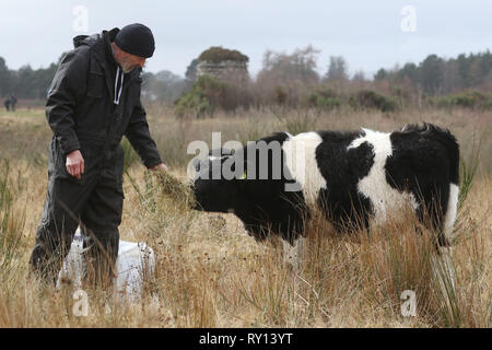 (Photos taken 7 March 2019) One of Scotland's key historical sites has welcomed a team of unusual grounds keepers in the form of four Shetland Cattle.  The rare black and white cows have been drafted in as part of a conservation project at Culloden Battlefield near Inverness.  Three-year-old adults Una and Moon, and their calves Duna and Dione, will be tasked with trampling heather and chewing their way through the tough grasses at the Battlefield.   Credit: Andrew Smith/Alamy Live News Stock Photo