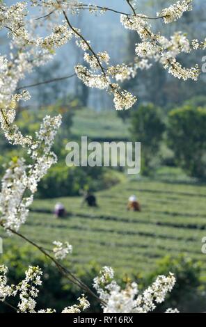 Tea farmers pick early spring tea buds at a tea garden in the Three ...