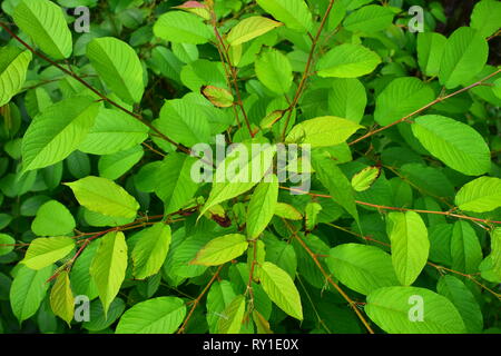 Bright saturated green bush leaves  with simple pinnate venation. Stock Photo