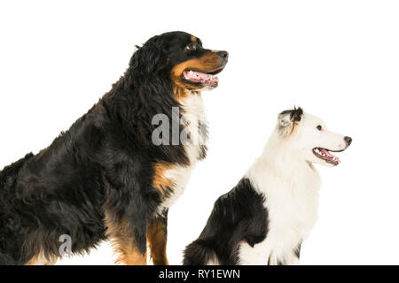 Berner Sennen Mountain and Australian Shepherd dog standing on white background Stock Photo