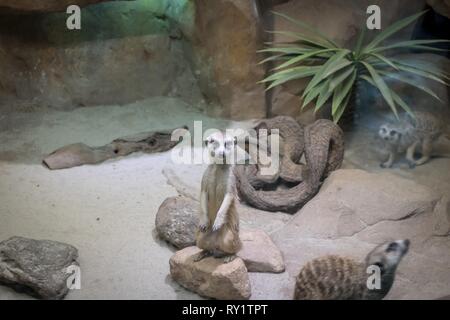 prairie dog is watching you, others are playing around cage in the zoo Stock Photo
