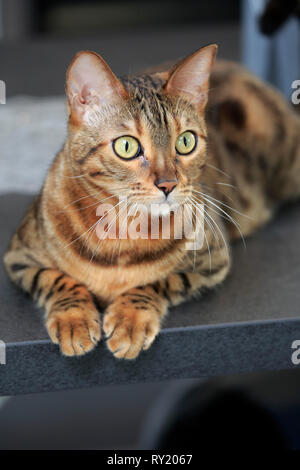 Bengal Cat Stock Photo