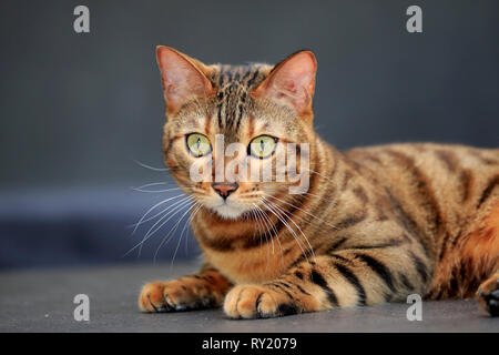 Bengal Cat Stock Photo