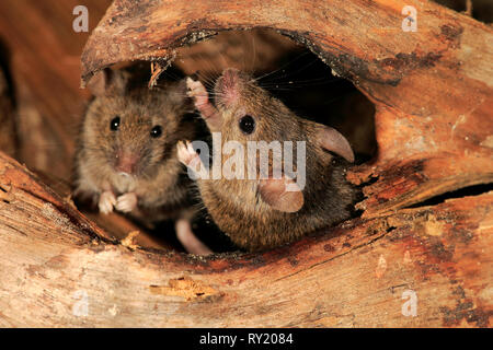 House Mice, Rhineland Palatinate, Germany, Europe, (Mus musculus) Stock Photo