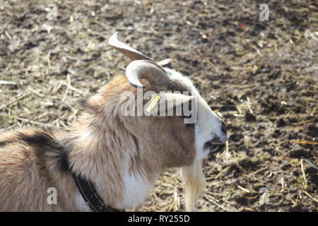 Side profile of brown white goat with horns. Stock Photo