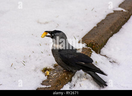 The bird is a jackdaw eats crackers thrown on her lawn. Stock Photo