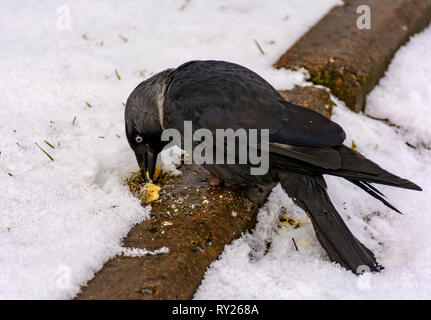 The bird is a jackdaw eats crackers thrown on her lawn. Stock Photo