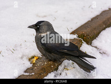 The bird is a jackdaw eats crackers thrown on her lawn. Stock Photo