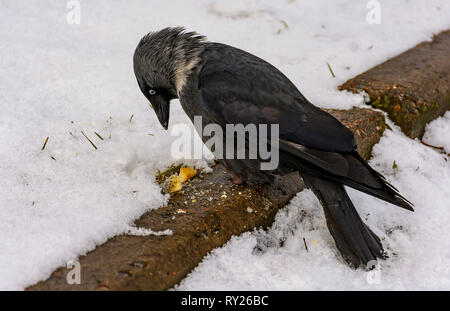 The bird is a jackdaw eats crackers thrown on her lawn. Stock Photo