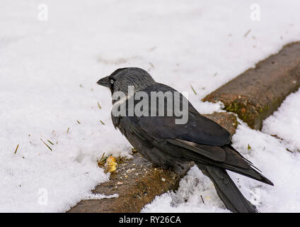 The bird is a jackdaw eats crackers thrown on her lawn. Stock Photo