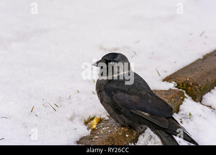 The bird is a jackdaw eats crackers thrown on her lawn. Stock Photo