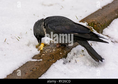 The bird is a jackdaw eats crackers thrown on her lawn. Stock Photo