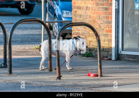 Tying dog shop up outside