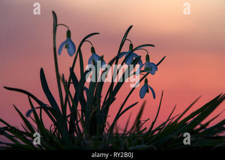 Common Snowdrop, Galanthus nivalis, North Rhine-Westphalia, Germany Stock Photo