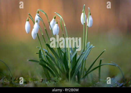 Common Snowdrop, Galanthus nivalis, North Rhine-Westphalia, Germany Stock Photo