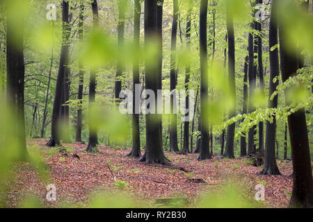 Beech forest, Hohe Mark, Haltern am See, North Rhine-Westphalia, Germany Stock Photo