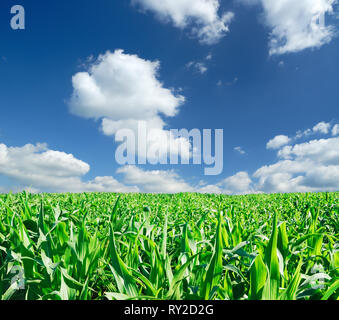Green field of young corn, the blue sky and white clouds in background Stock Photo