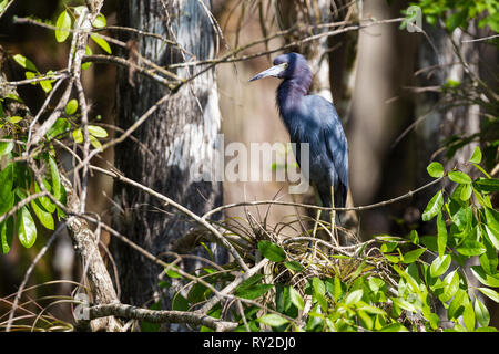 Blaureiher in den Everglades Stock Photo