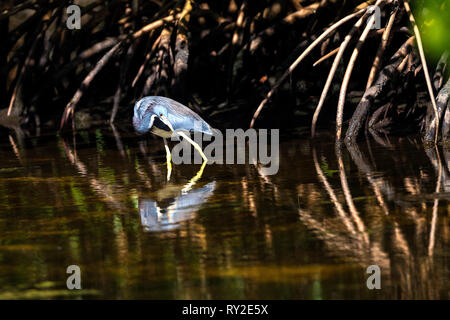 Blaureiher in den Everglades Stock Photo