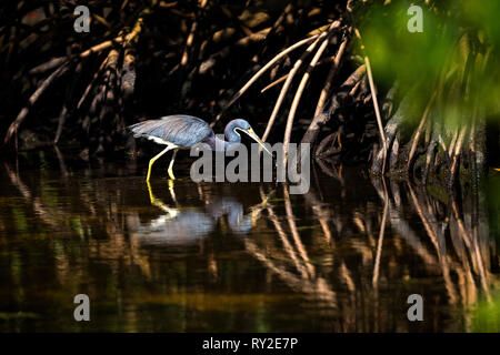 Blaureiher in den Everglades Stock Photo