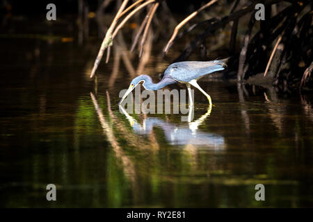 Blaureiher in den Everglades Stock Photo