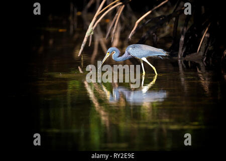 Blaureiher in den Everglades Stock Photo