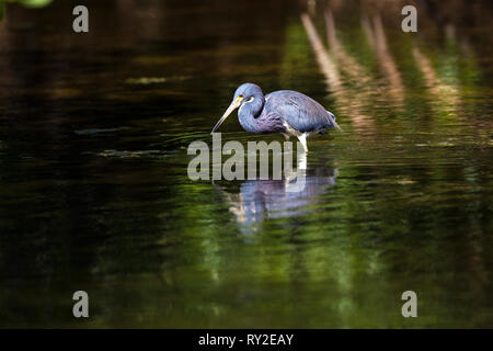 Blaureiher in den Everglades Stock Photo