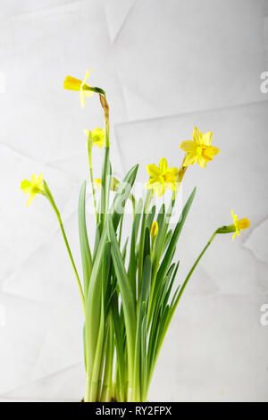 Wellow mini daffodils flowers on white background, spring bulbs in bloom Stock Photo