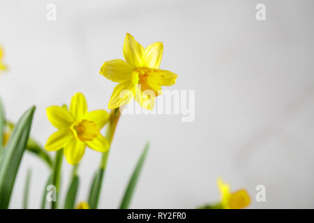 Wellow mini daffodils flowers on white background, spring bulbs in bloom Stock Photo