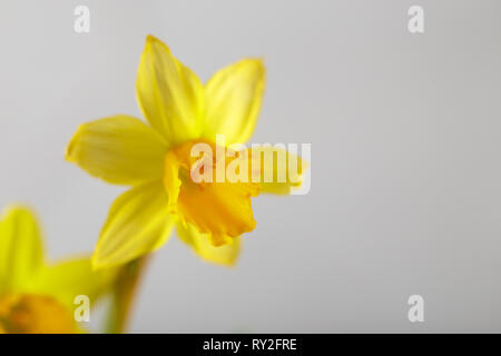 Wellow mini daffodils flowers on white background, spring bulbs in bloom Stock Photo