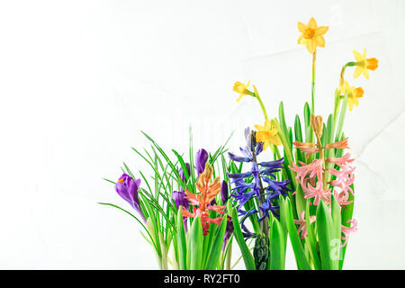 Assortment of potted spring flowers - crocus, hyacinths and daffodils on white background Stock Photo