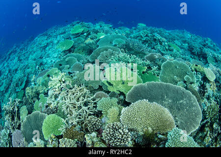 A healthy coral reef descends into the depths off the coast of New Britain, Papua New Guinea. This area is home to extraordinary marine biodiversity. Stock Photo