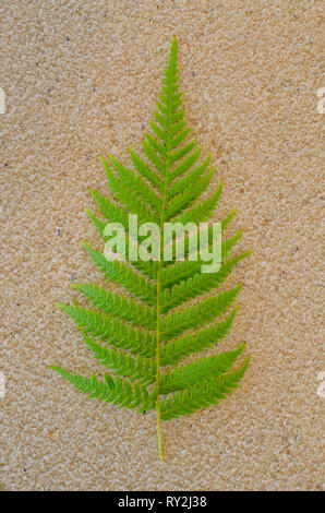 A contrast of colour and texture is created by placing a green fern leaf on some rough and granular beach sand. Stock Photo