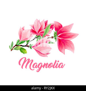 Magnolia flower bouquet in blossom, beautiful branch for logo design, isolated illustrations set. Pink floral sketch drawings. Spring blossom realistic cliparts. Wildflowers pencil texture. Stock Photo