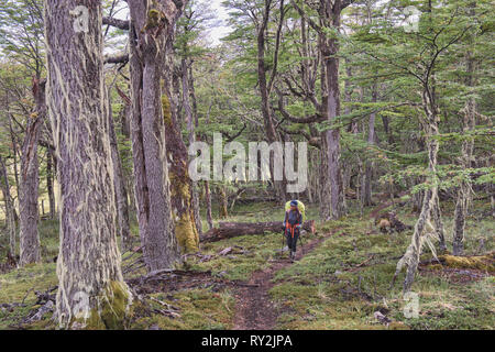 Trekking in a lenga (beech) forest, Patagonia National Park, Aysen, Patagonia, Chile Stock Photo