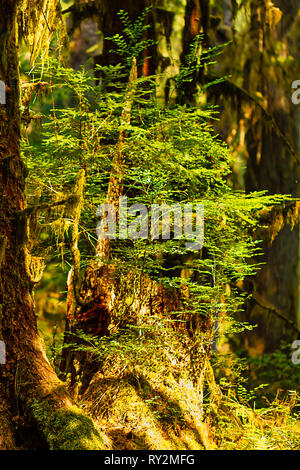 golden evening light shines on moss and nurse log Stock Photo
