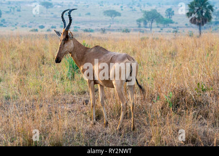 Female Jackson’s hartebeest (Alcelaphus buselaphus jacksoni) in Murchison Falls National Park, Northern Uganda, East Africa Stock Photo