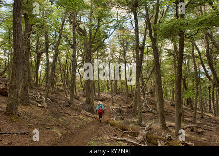 Trekking in a lenga (beech) forest, Patagonia National Park, Aysen, Patagonia, Chile Stock Photo