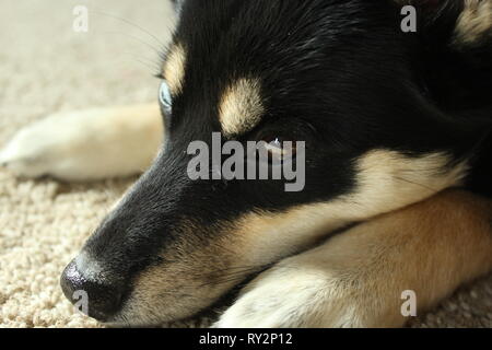 Close up of a dog laying down Stock Photo