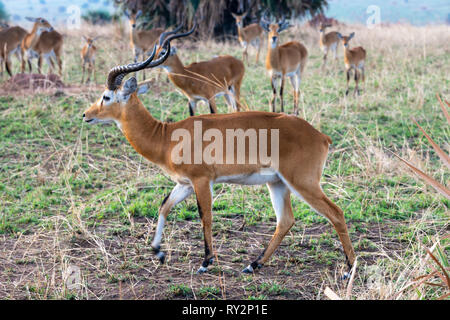 Male Ugandan Kob (Kobus kob thomasi) in Murchison Falls National Park, Northern Uganda, East Africa Stock Photo