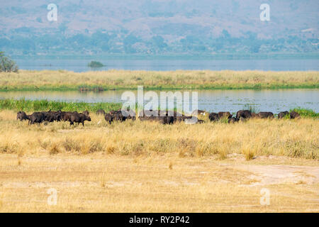 Large herd of African buffalo (syncerus caffer) heading towards Victoria Nile river in Murchison Falls National Park, Northern Uganda, East Africa Stock Photo